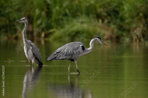 Fotografía Grey heron (Ardea cinerea)