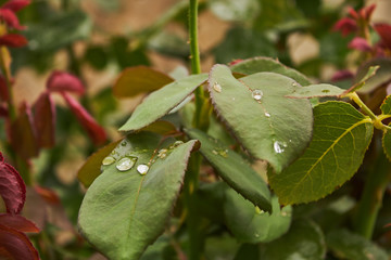 Water morning raindrops on the leaves of the green tree and bushes. Rain on a cloudy and sad day in garden.