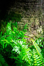 Ferns Grow Into Groups On The Base Of The Tree.