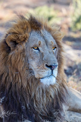 Wall Mural - captive male lion