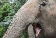 Open-mouthed Elephant