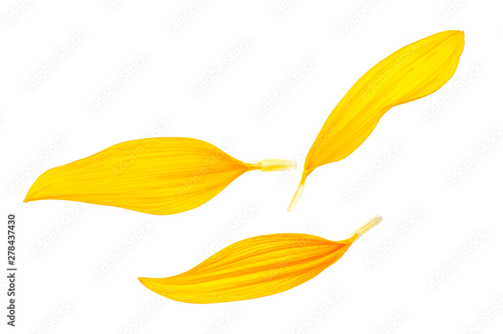 Sunflower petals isolated on white background - obrazy, fototapety, plakaty 