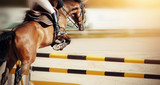 The brown horse overcomes an obstacle.Show jumping