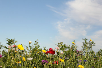 Wall Mural - beautiful row of colorful wildflowers with poppy and a blue sky in the background in holland in summer