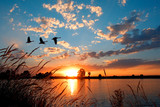 Fototapeta Zachód słońca - Geese flying over a beautiful sunset.