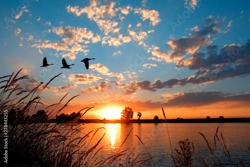 Geese flying over a beautiful sunset.