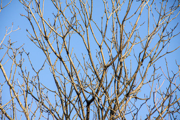 dry branches of a tree with blue sky background in rio de janeiro.