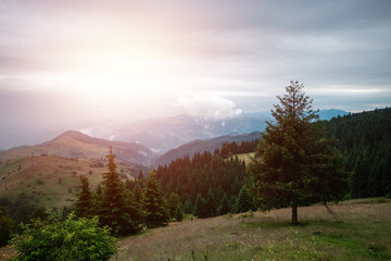 Wall Mural - Mountain, beautiful landscape. Ukraine, the Carpathian Mountains. Concept of travel, tourism, holidays, vacation