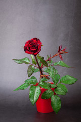 Poster - Red rose on grey background