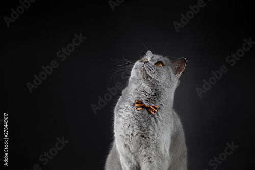 A Cute Grey British Cat In A Bow Tie Looks Up A Fat British Cat