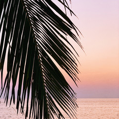 Beautiful silhouette of tropical coconut palm branch on colorful sunset with punchy pink, yellow and purple colors and sea. Minimalistic background with vintage pink tone filter. Summer, travel blog