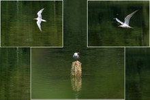 River Tern On A Green Background. Collage Birds.