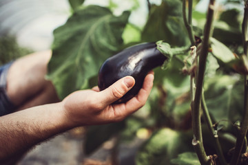 Close up shot of farmer's hand holding fresh eggplant on the stalk.