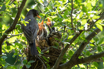 Baby birds with orange beak sitting in their nest and waiting for a feeding. Young birds in wildlife concept.