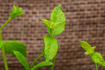 Organic Peppermint Plant stalks and leaves isolated on natural burlap background. Species: Mentha x Piperita.