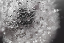Macro Photo Of A Dandelion With Water Droplets