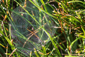 small spider web in grass covered in morning dew