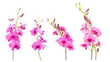 Blurred For Background.Pink Orchid Flower On White Background. Photo With Clipping Path.