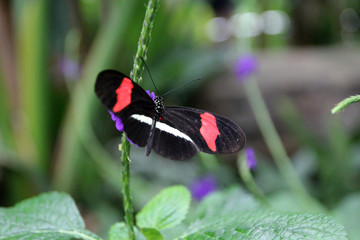 Colorful butterfly on the leaves