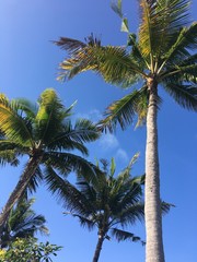 Palms coconuts tree with  blue sky and shiny sun.