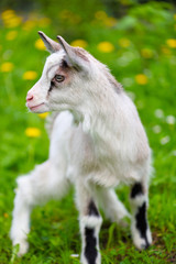 Wall Mural - White baby goat standing on green lawn