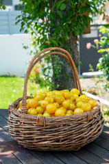 Wall Mural - organic yellow plums mirabelle in basket