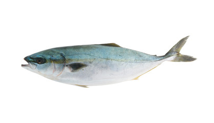 Yellowtail amberjack fish isolated