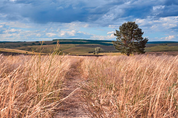 Wall Mural - central russia agricultural countryside with hills and country road. summer landscape of the samara 