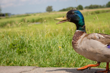 Funny Mallard Duck Walking In The Field. Waterfowl On Farm. Farm Poultry. Duck With Open Beak And Bright Feathers. Birds Concept. 