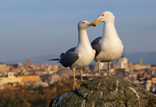 Seagull In Rome