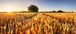 Leinwandbild Motiv Wheat flied panorama with tree at sunset, rural countryside - Agriculture