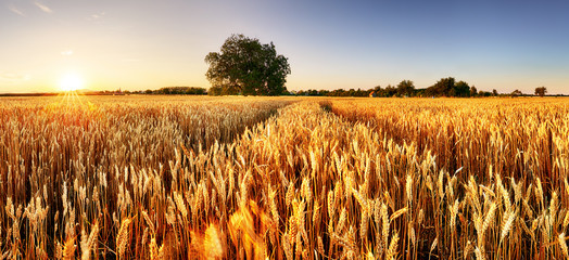Wall Mural - Wheat flied panorama with tree at sunset, rural countryside - Agriculture