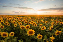 Rural Landscape Of Field Of Blooming Golden Sunflowers While Sunset In Ukraine