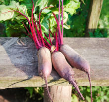 Young Oblong Red Beetroots With Leaves On The Wooden Plank