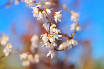 Canvas Print - Schneeforsythie, Abeliophyllum distichum im Frühling - Abeliophyllum distichum is blooming in spring