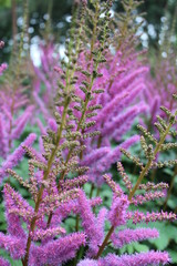 pink flowers