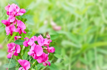 Bright Lilac Flowers Of Sweet Peas In A Meadow On A Blurred Background. Soft Selective Focus. Template For Design.