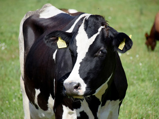 Portrait of a black cow in a green meadow