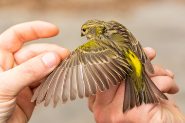 scientist holding a european serin (serinus serinus) in a bird banding/ringing session and seing its