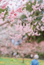 Select Focus Branch Of Cherry Blossom In Foreground, Cherry Blossom Or Sakura Full Bloom In Park In Japan On Spring Season