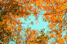 Autumn Tree Tops - Orange Autumn Tree Tops Against Blue Sky. Autumn Trees Branches On The Background Of Blue Sky