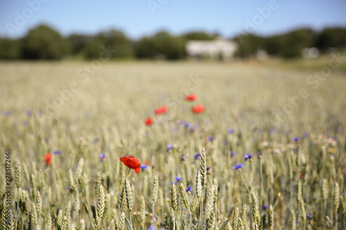 Fotografía Golden wheat and wild flowers in a farm field, Gotland Sweden.