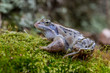 Moor frog - Rana arvalis