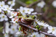 European tree frog - Hyla arborea	