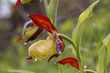 Cypripedium calceolus is a lady's-slipper orchid, and the type species of the genus Cypripedium. It is native to Europe and Asia.