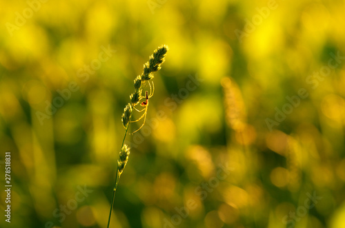 Cuadros en Lienzo Silhouette of spider-tetragnatha on a green stem of orchard grass on the backgro