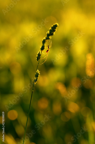 Fotografía Silhouette of spider-tetragnatha on a green stem of orchard grass on the backgro