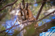 The long-eared owl (Asio otus)