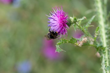 Poster - Bumblebee on flower