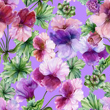 Fototapeta Sypialnia - Beautiful regal pelargonium (geranium) flower with green leaves on lilac background. Seamless floral pattern. Watercolor painting. Hand drawn and painted illustration